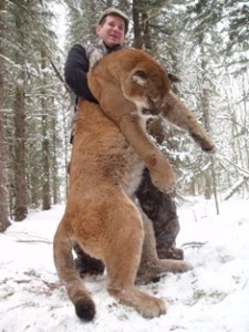 puma animal quebec