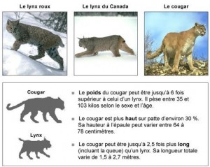 Distinctionset cCaractéristiques physique_Lynx et Cougar