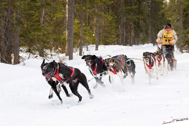 Les Internationaux de traîneau à chiens à Saint-Just-de-Bretenières 2