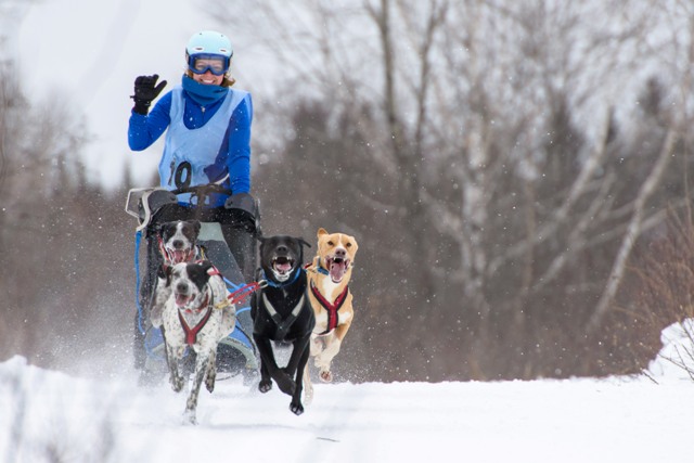 Les Internationaux de traîneau à chiens à Saint-Just-de-Bretenières 3