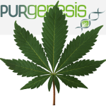 purcannabis