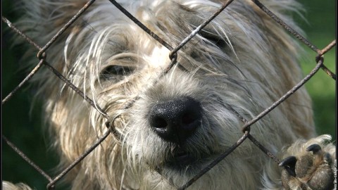 Saisie d'une centaine de chiens dans Chaudière-Appalaches