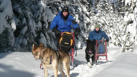 Le Parc des Appalaches veut miser sur le tourisme canin