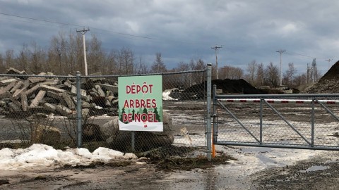 Récupération des arbres de Noël à Montmagny