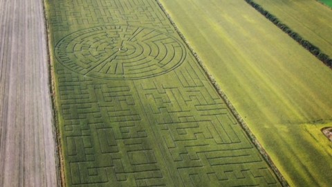 Le plus grand labyrinthe de maïs au monde, possiblement ici à La Pocatière