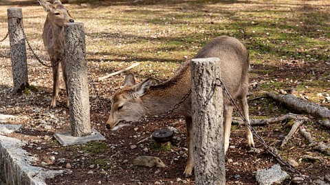 Nouvelles règles entourant la garde en captivité de cervidés pour lutter contre la maladie débilitante chronique 