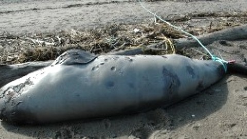 Le béluga trouvé mort à Rivière-Ouelle rappelle que l'espèce est en péril