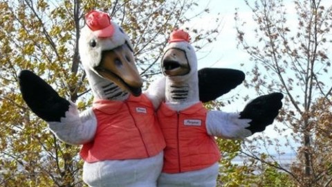 Il n’y aura pas de Festival de l’Oie Blanche cette année à Montmagny