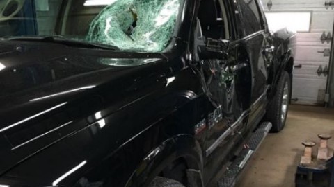 Un orignal en promenade sur le boulevard Taché Est à Montmagny entre en collision avec une camionnette