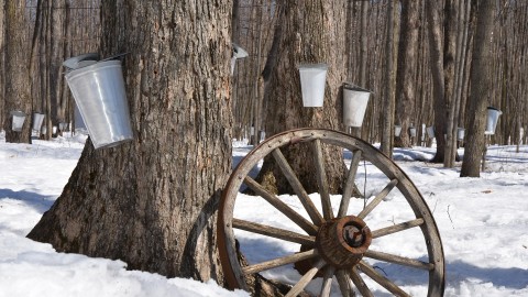 	            	Les acériculteurs de la Côte-du-Sud redonnent à la communauté pour Noël 	            