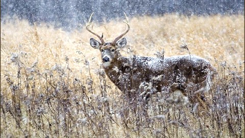 LES POPULATIONS DE CERFS REMISES DE LA RIGUEUR DES HIVERS 2008 ET 2009