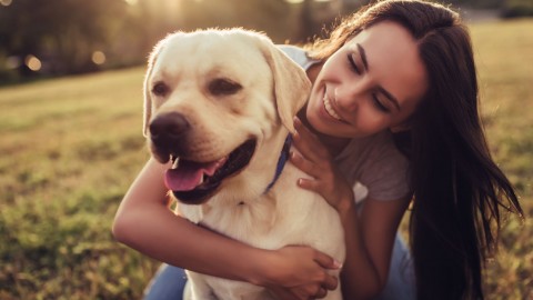 Propriétaires magnymontois de chiens, les licences 2019 sont maintenant disponibles