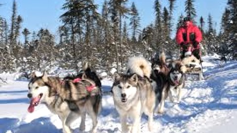 David Caouette remporte l’épreuve de chiens de traîneaux à Rivière-Ouelle