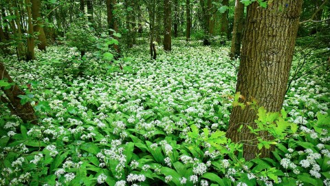 Une alliance régionale pour protéger notre biodiversité contre les espèces envahissantes