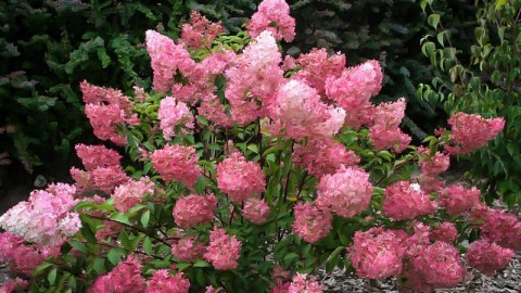 L’hydrangée et le lilas encore et toujours à l’honneur à Montmagny