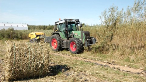 LA PLUS IMPORTANTE RÉCOLTE DE SAULE-OSIER À L'EST DE TROIS-RIVIÈRES