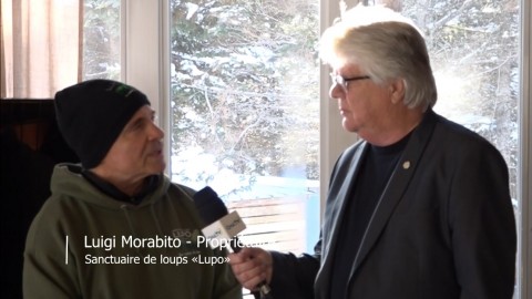 Entrevue - Luigi Morabito - Sanctuaire de loups de Ste-Apolline de Patton - 24 novembre 2023
