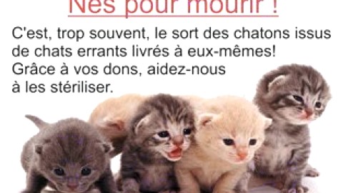 Une soirée-country-bénéfice est organisée pour soutenir le bien-être des animaux domestiques