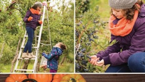 Les vendanges et l’autocueillette célèbrent l’automne en Chaudière-Appalaches