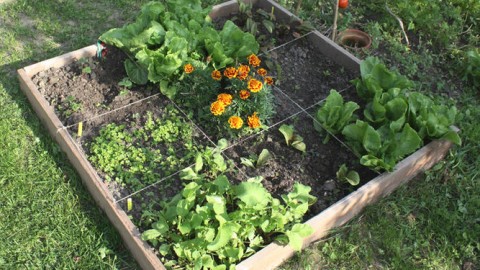 Les jardins potagers en cour avant sont maintenant autorisés à Montmagny