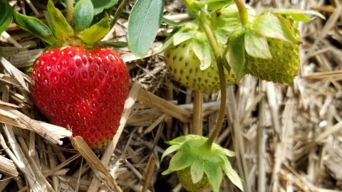 La saison des petits fruits en Chaudière-Appalache est lancée