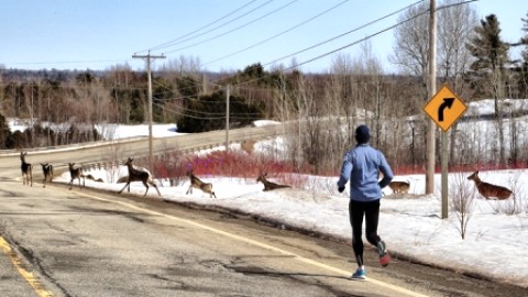 Avis de prudence aux automobilistes; risque de collision avec la grande faune sur les routes