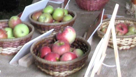 Vers une appellation réservée des fruits patrimoniaux du Québec