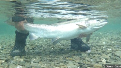 Amateurs de pêche au saumon, la société de gestion de la rivière Ouelle a un nouveau poste d'enregistrement