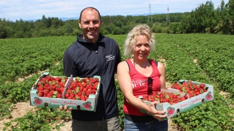 La saison des fraises en Chaudière-Appalaches a été officiellement lancée au Potager Brie de Cap-Saint-Ignace