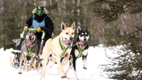 Un succès pour la 11e édition des Internationaux de traîneau à chiens du Canada