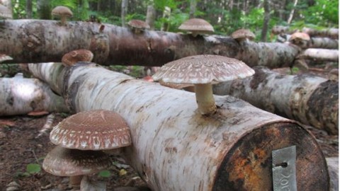 Un jardin des champignons au Jardin floral de La Pocatière