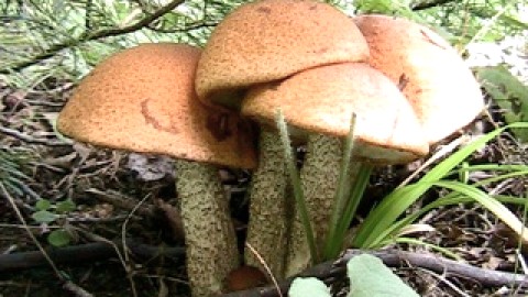 EXPOSITION DE CHAMPIGNONS