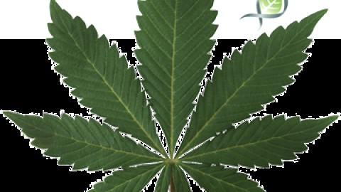 Du cannabis magnymontois... pour Santé Canada