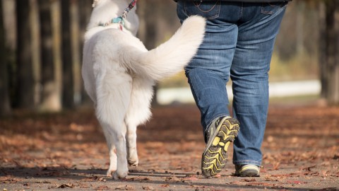 Adoption d’un nouveau règlement sur les animaux à Montmagny