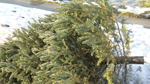 MONTMAGNY - Avis d'intérêt public - Les sapins de Noël sont attendus au garage municipal