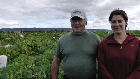 LES VENDANGES À SAINT-JEAN-PORT-JOLI