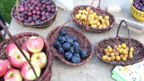 TOMBEZ DANS LES PRUNES ET CROQUEZ LA POMME!