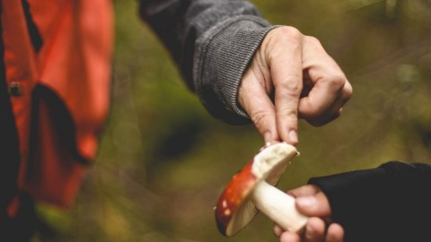 Une multitude de formations sur les champignons accessibles à tous au Kamouraska