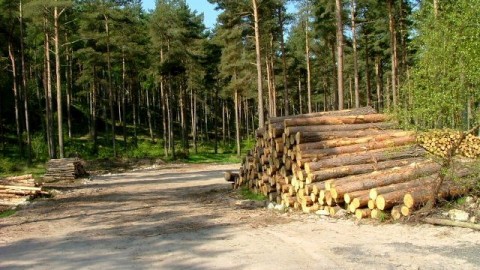 Les producteurs de bois de la Côte-du-Sud franchisent une étape cruciale vers la mise en marché collective de leurs bois de sciage et déroulage