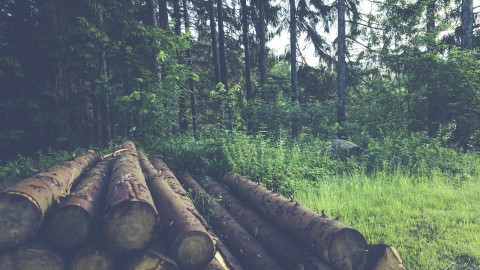 En Côte-du-Sud, les producteurs de bois prennent leur avenir en main