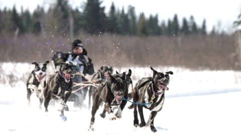 Des nouveaux records de piste sont battus aux Internationaux de traîneau à chiens du Canada