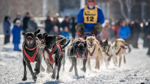 C’est bientôt la course de chiens du Kamouraska à Rivière-Ouelle