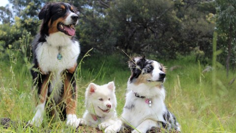 Un parc à chien à Montmagny ? La Ville de Montmagny veut entendre ses citoyens