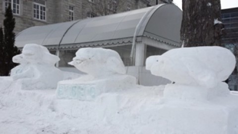 Sculpter des bélugas de neige pour la conservation marine au Québec