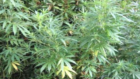 SAISIE DE 194 PLANTS DE CANNABIS À CAP-SAINT-IGNACE