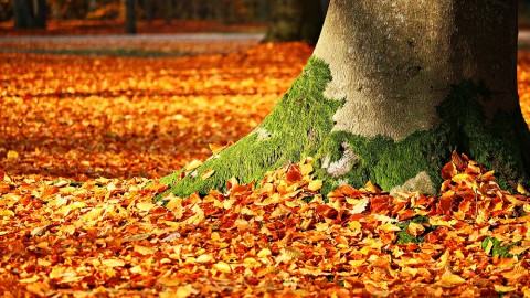 Conservation de la nature Canada encourage la population à laisser les feuilles mortes au sol