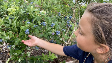 Août, le mois du bleuet, débute