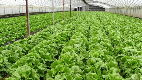 56 fermes accueillent le public partout au Québec 