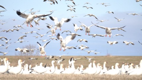 La période d'inscription à la chasse printanière contingentée dans le secteur de rivière à la Caille à Montmagny est lancée