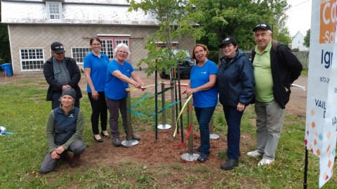 Plantation de 350 arbres et d’un arbre symbolique dans le cadre des Fêtes du 350e de Cap-Saint-Ignace